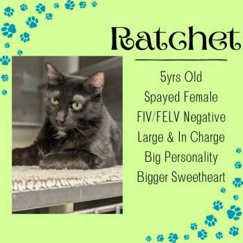Domestic Short Hair Cats Available for Adoption in Junction City, Kansas - Ratchet | PetCurious