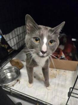 Kiev -  Domestic Short Hair Cat for Adoption in West Chester, Pennsylvania - Kiev | PetCurious