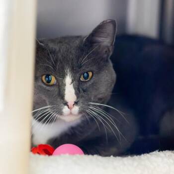 Ash -  Domestic Short Hair Cat for Adoption - Ash | PetCurious