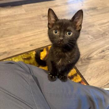 Merida -  Domestic Short Hair Cat for Adoption - Merida | PetCurious