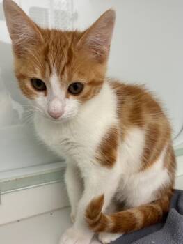 Biloxi -  Domestic Short Hair Cat for Adoption in Hartsville, South Carolina - Biloxi | PetCurious