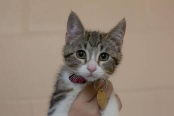 Domestic Short Hair and Tabby Cats Available for Adoption in Mountain Home, Arkansas - Princess Meow | PetCurious