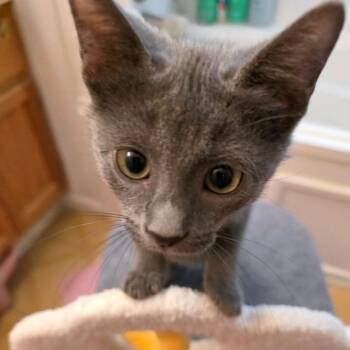 Medium -  Domestic Short Hair Cat for Adoption in Carencro, Louisiana - Medium | PetCurious