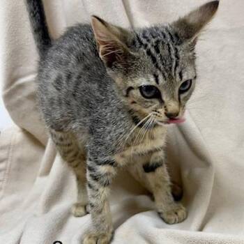 Venus -  Domestic Short Hair Cat for Adoption in Donalsonville, Georgia - Venus | PetCurious