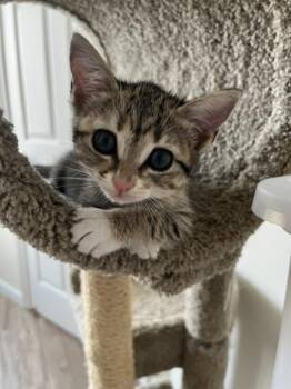 Bea -  Domestic Short Hair Cat for Adoption in Duxbury, Massachusetts - Bea | PetCurious