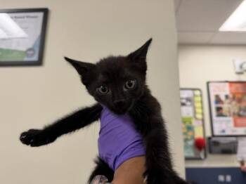 ZACK -  Domestic Short Hair Cat for Adoption in Doral, Florida - ZACK | PetCurious