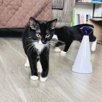 Summer -  Domestic Short Hair Cat for Adoption in Atlanta, Georgia - Summer | PetCurious