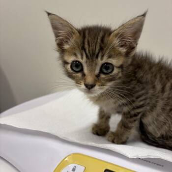 Kiara -  Domestic Short Hair Cat for Adoption in Chattanooga, Tennessee - Kiara | PetCurious
