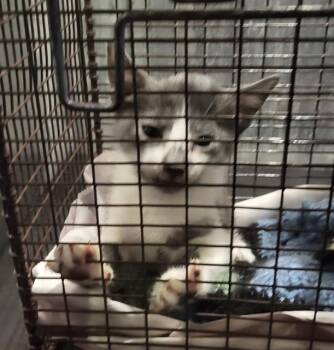 SAMMIE -  Domestic Short Hair Cat for Adoption in San Antonio, Texas - SAMMIE | PetCurious