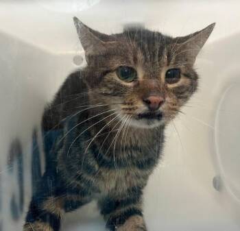Twix -  Domestic Short Hair Cat for Adoption - Twix | PetCurious
