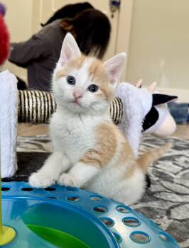 Rescue Domestic Short Hair Cats for Adoption in Montclair, New Jersey - James | PetCurious