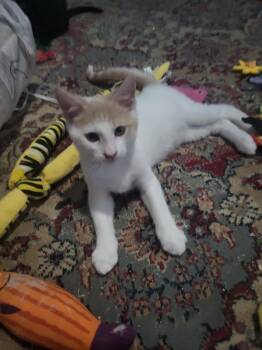 Colt -  Domestic Short Hair Cat for Adoption in Rio Linda, California - Colt | PetCurious