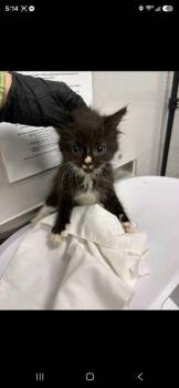 Ruffnut -  Domestic Short Hair Cat for Adoption in Sevierville, Tennessee - Ruffnut | PetCurious