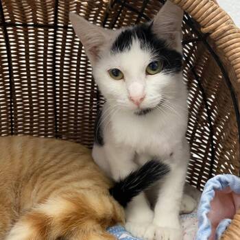 Gideon -  Domestic Short Hair Cat for Adoption in Dayton, Ohio - Gideon | PetCurious