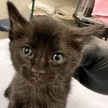 Trinity -  Domestic Short Hair Cat for Adoption in Las Cruces, New Mexico - Trinity | PetCurious