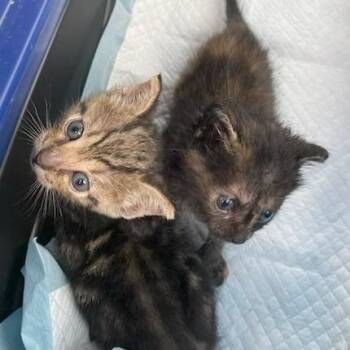 Percival -  Domestic Short Hair Cat for Adoption in Jupiter, Florida - Percival | PetCurious