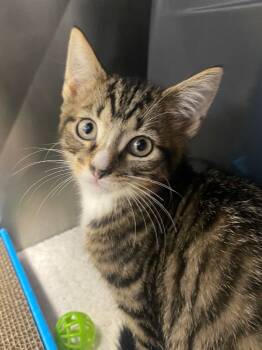 Rescue Domestic Short Hair Cats for Adoption in Pomona, New York - Paul | PetCurious