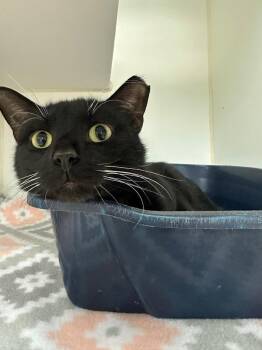 Boo (University) -  Domestic Short Hair Cat for Adoption in Johnson City, Tennessee - Boo (University) | PetCurious