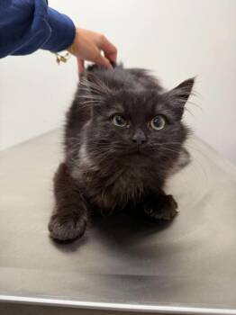 Domestic Medium Hair Cats Available for Adoption - Poe | PetCurious