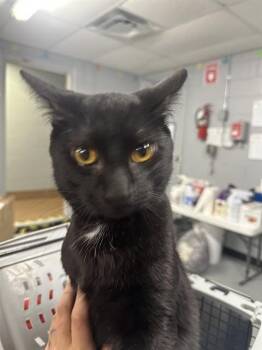 LUCAS -  Domestic Short Hair Cat for Adoption in Casper, Wyoming - LUCAS | PetCurious