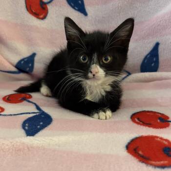 Domestic Short Hair and Tuxedo Cats Available for Adoption in Mastic, New York - Ayana | PetCurious