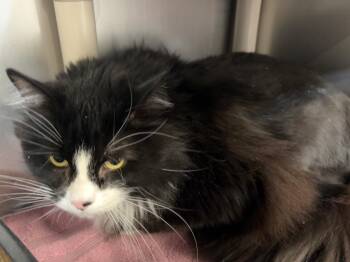 Morty -  Domestic Long Hair Cat for Adoption in Gillette, Wyoming - Morty | PetCurious
