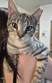Domestic Short Hair Cats Available for Adoption in Thompson Falls, Montana - Cheddar Aka Mr. Big Thumbs | PetCurious
