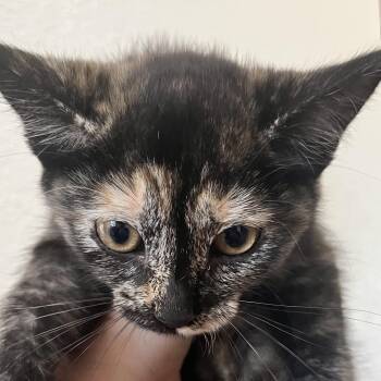 Irene -  Domestic Short Hair Cat for Adoption in Santa Ana, California - Irene | PetCurious