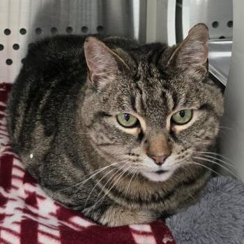Domestic Short Hair Cats Available for Adoption - Jake | PetCurious