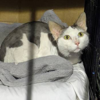 Domestic Long Hair Cats Available for Adoption - MOE | PetCurious