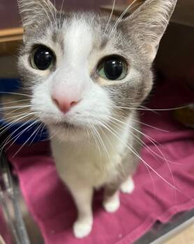 Domestic Short Hair Cats Available for Adoption in Little Rock, Arkansas - Lilly | PetCurious