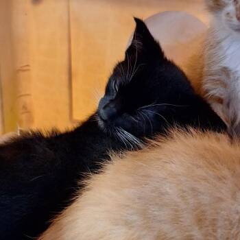 Tostitos -  Domestic Short Hair Cat for Adoption in Montgomery, Alabama - Tostitos | PetCurious