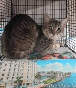 Domestic Short Hair Cats Available for Adoption in Fort Lauderdale, Florida - PANCAKE | PetCurious