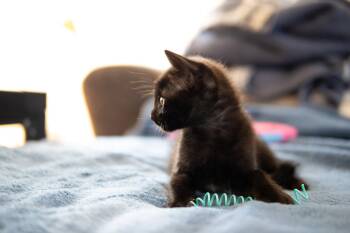 Flint and Ash -  Abyssinian and Bombay Cat for Adoption in Walnut Creek, California - Flint And Ash | PetCurious