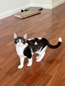 Cinderela -  Domestic Short Hair Cat for Adoption in Round Rock, Texas - Cinderela | PetCurious