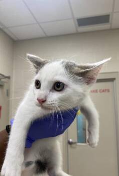 Hercules -  Domestic Short Hair Cat for Adoption in Fishers, Indiana - Hercules | PetCurious