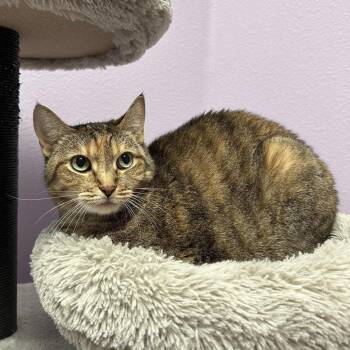 Kit Kat -  Domestic Short Hair Cat for Adoption in Titusville, Florida - Kit Kat | PetCurious