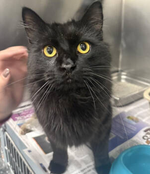 Rescue Domestic Long Hair Cats for Adoption in Grand Junction, Colorado - Salem | PetCurious