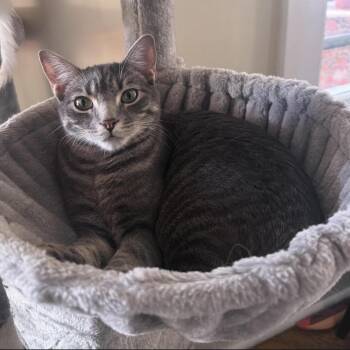 Fitz Gerald -  Domestic Short Hair Cat for Adoption in Berkeley Springs, West Virginia - Fitz Gerald | PetCurious