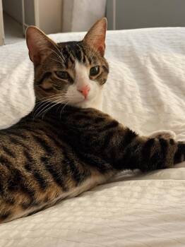 Domestic Short Hair Cats Available for Adoption in New York, New York - Teddy | PetCurious