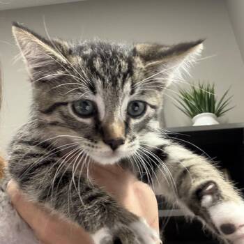 Lucky -  Domestic Short Hair Cat for Adoption in Midland, Texas - Lucky | PetCurious