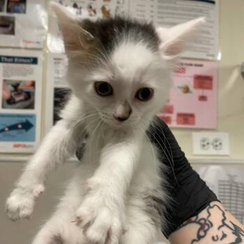 Boysenberry -  Domestic Short Hair Cat for Adoption in Chicago, Illinois - Boysenberry | PetCurious