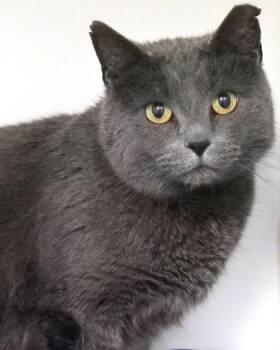 Smokey -  Domestic Short Hair Cat for Adoption in Fishers, Indiana - Smokey | PetCurious