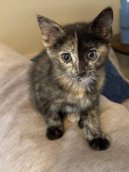 Domestic Short Hair Cats Available for Adoption in Lewis Center, Ohio - Eloise (Bridgerton Litter) | PetCurious