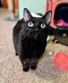 Natty Boo and Stache - Declawed!  -  Domestic Short Hair Cat Available for Adoption in Holland, Michigan - Natty Boo And Stache - Declawed!  | PetCurious