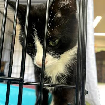 Baby -  Domestic Short Hair Cat for Adoption in Ringtown, Pennsylvania - Baby | PetCurious