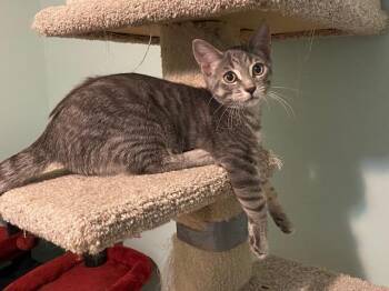 STEVIE -  Tabby Cat for Adoption in Niagara-on-the-lake, Ontario - STEVIE | PetCurious