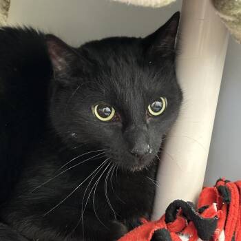 Rescue Domestic Short Hair Cats for Adoption in Ridgway, Colorado - Stapleton | PetCurious