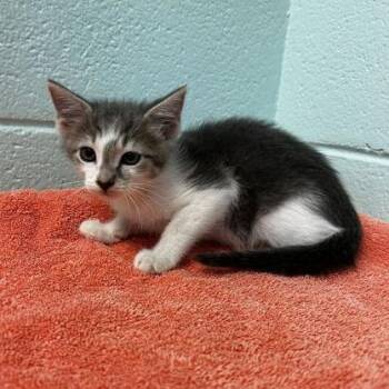 Alder -  Domestic Short Hair and Mixed Breed Cat for Adoption in Spruce Pine, North Carolina - Alder | PetCurious