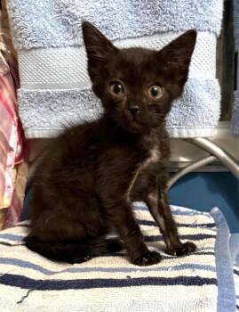 Domestic Short Hair Cats Available for Adoption - Undine | PetCurious